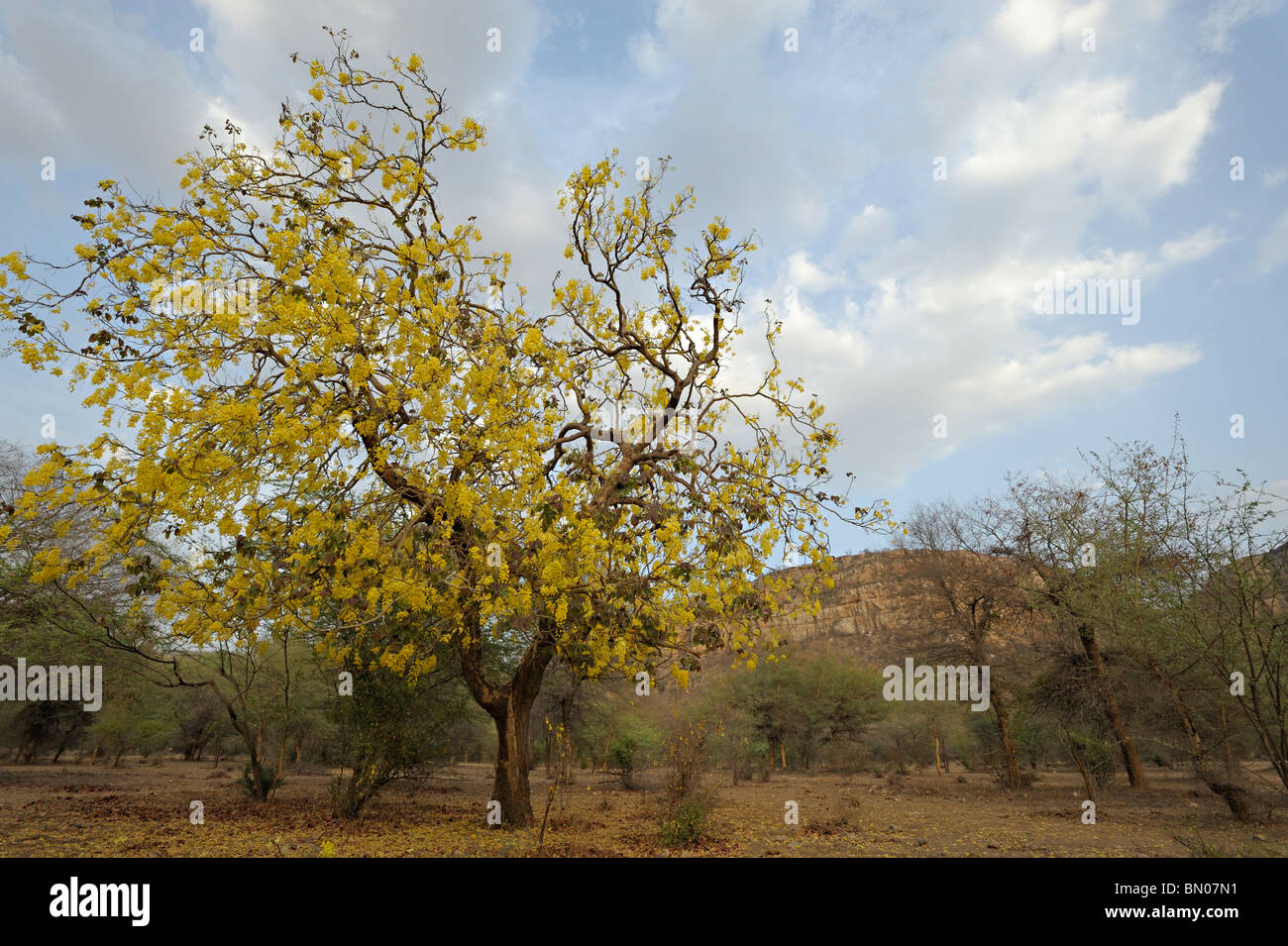 Golden Shower Tree o Cassia fistola fioritura nelle estati in Ranthambhore national park Foto Stock