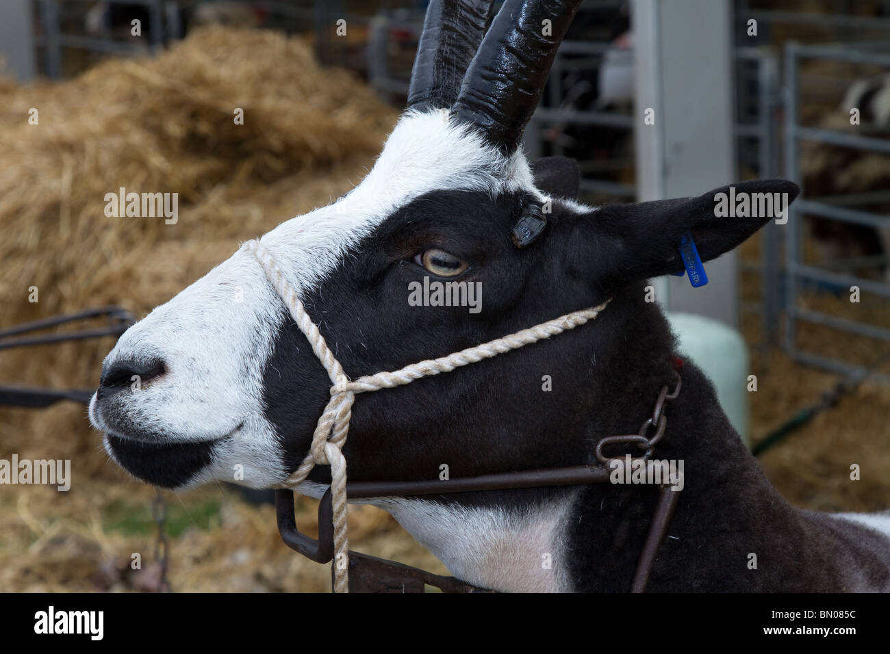 Premio di capra alpina, mostra animali & bestiame al grande Royal Highland Show 2010  Scottish Agricultural Society of Scotland, Edinburgh, Regno Unito Foto Stock