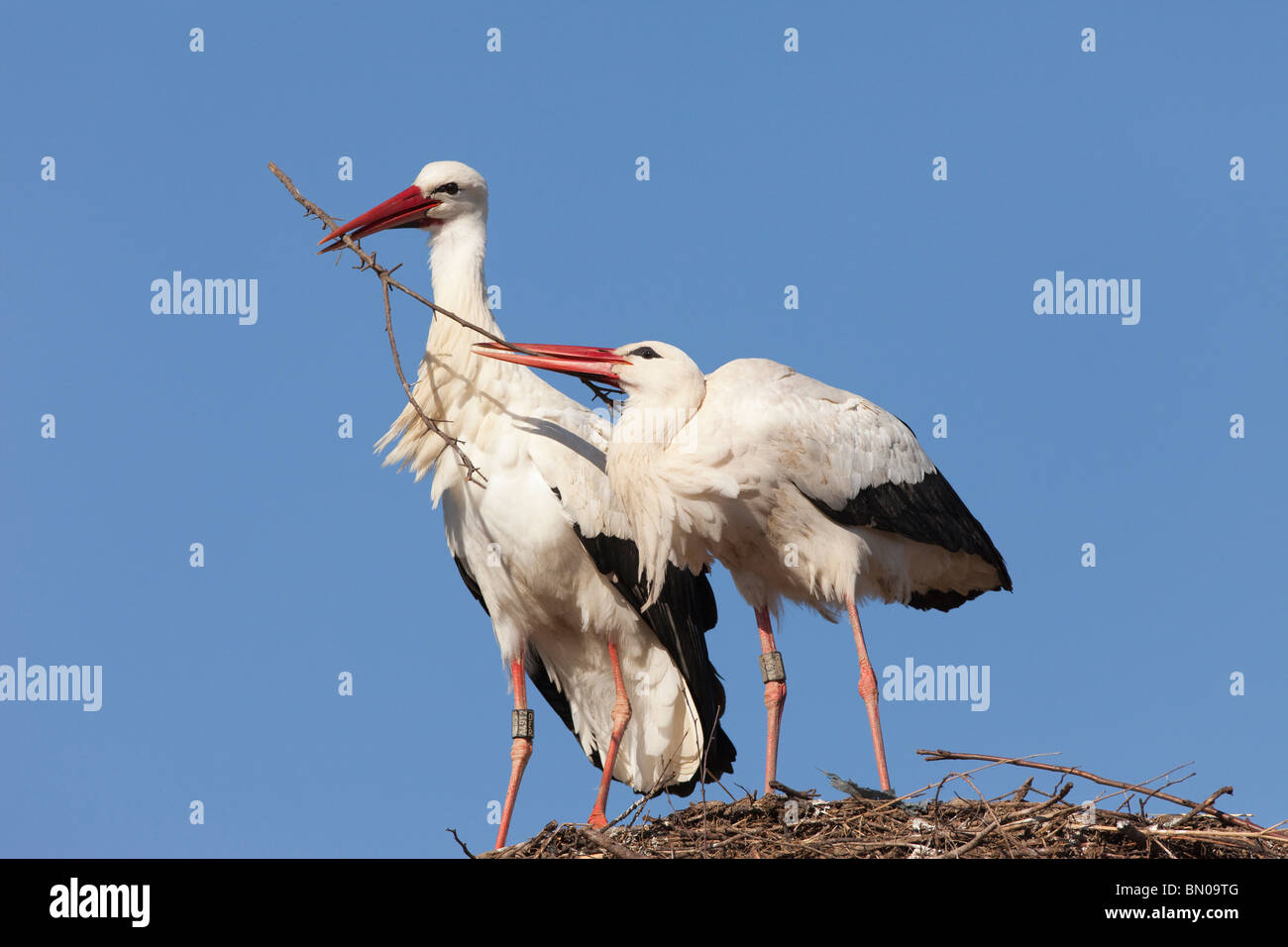 Unione Cicogna bianca (Ciconia ciconia), coppia costruendo il suo nido. Foto Stock