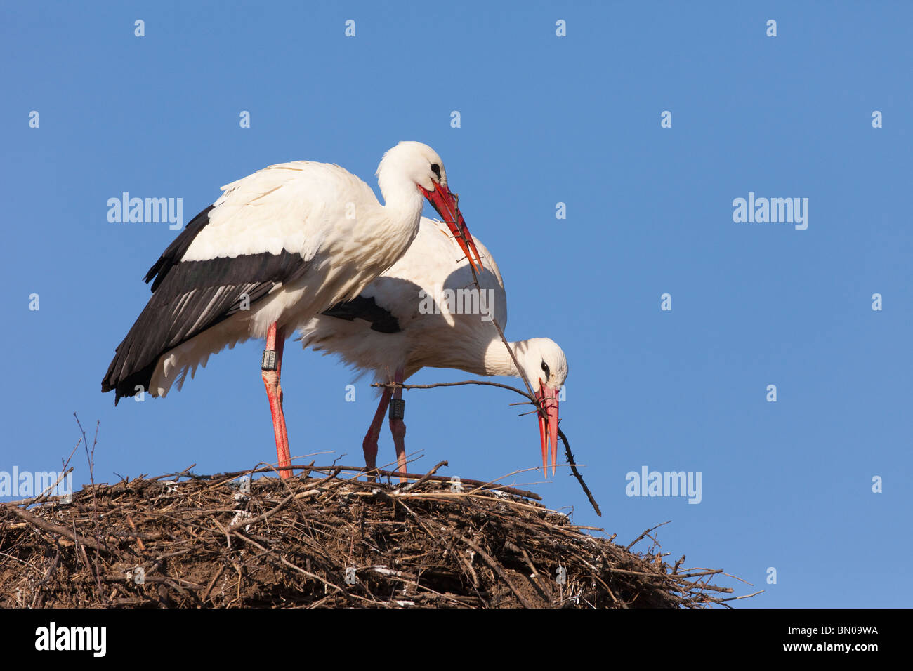 Unione Cicogna bianca (Ciconia ciconia), coppia costruendo il suo nido. Foto Stock