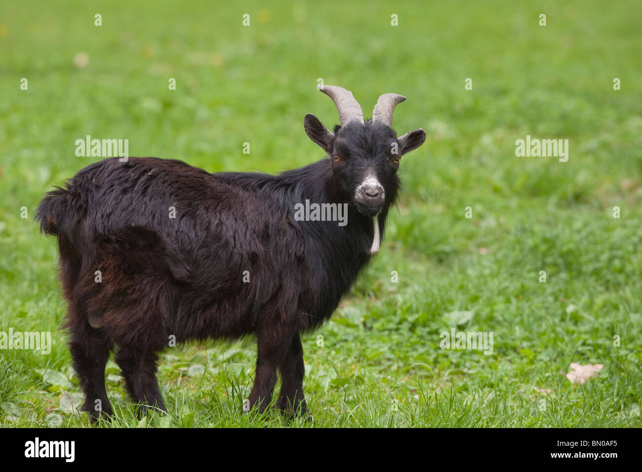 Capra domestica (Capra hircus, Capra aegagrus hircus), nero singolo in piedi su un prato. Foto Stock