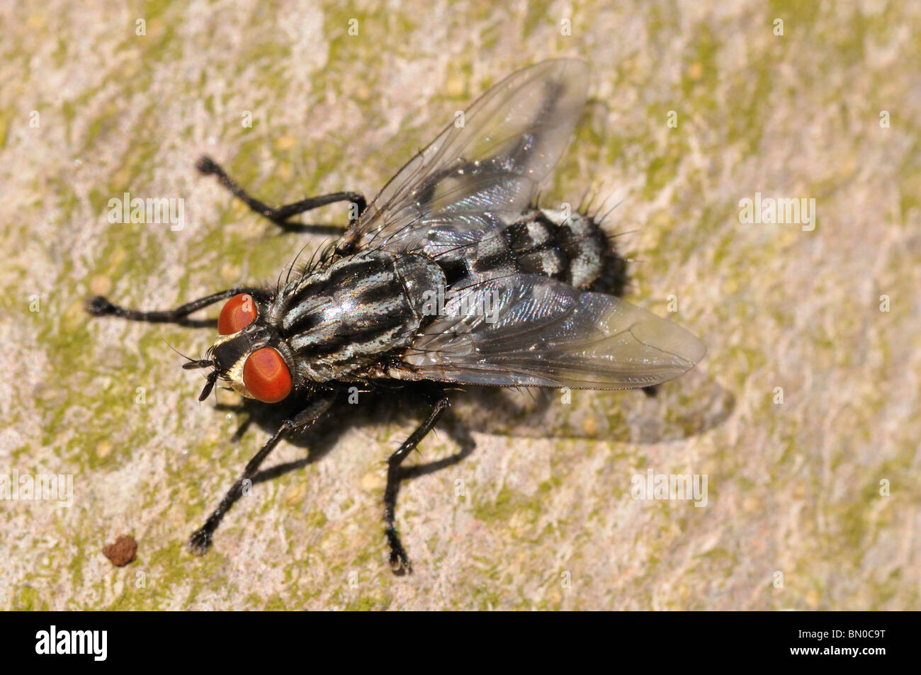 Sarcophaga carnaria Foto Stock