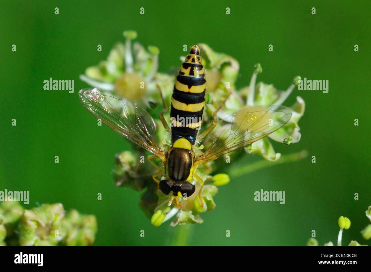 Scripta Sphaerophoria Foto Stock