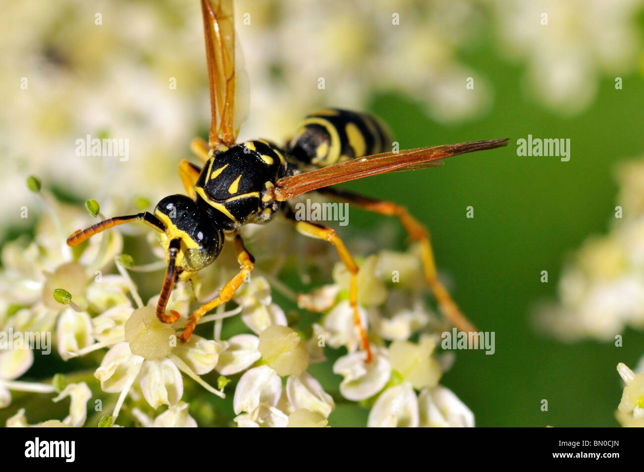 Polistes gallicus Foto Stock
