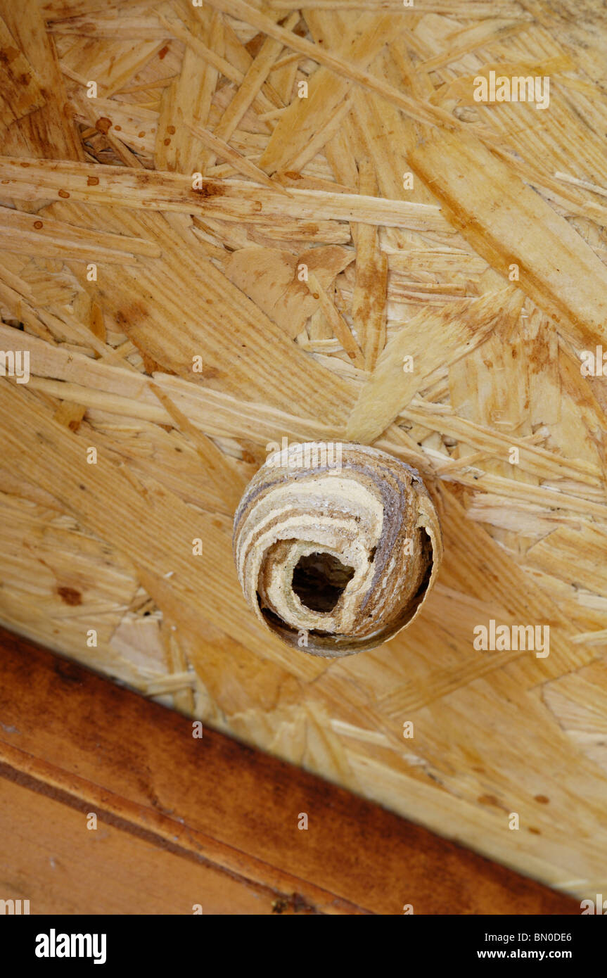 Le prime fasi di un comune Wasp Nest appeso sul tetto di una Tettoia da giardino. Foto Stock