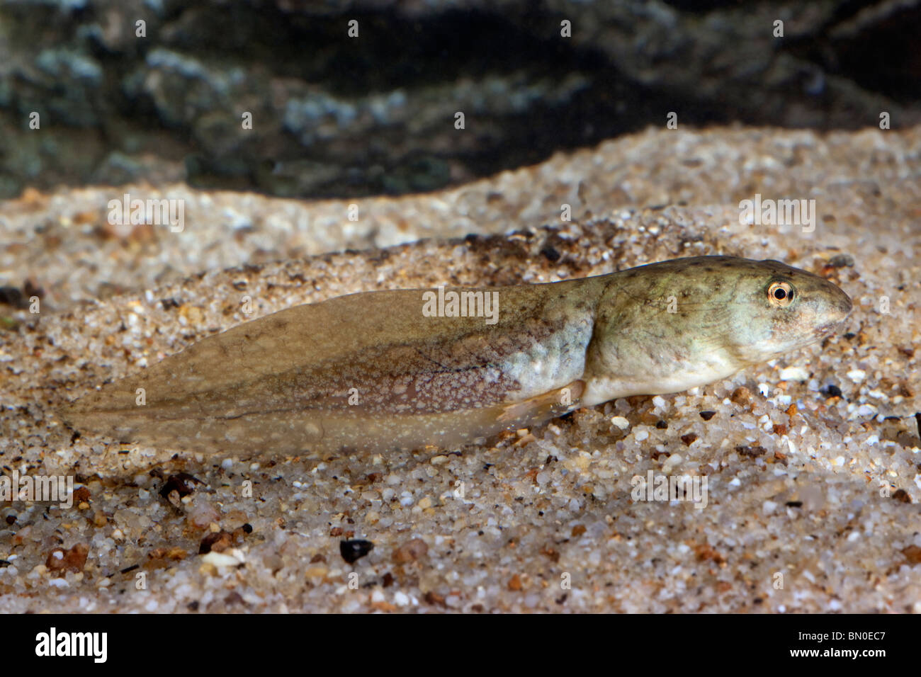 American Bullfrog girino (Rana catesbeiana) Foto Stock