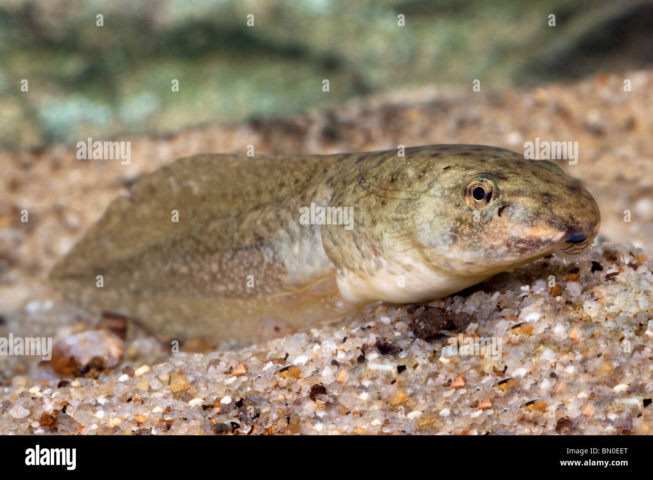 American Bullfrog girino (Rana catesbeiana) Foto Stock