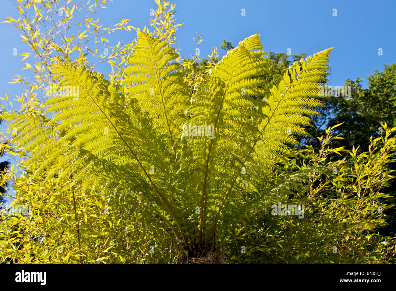Tree fern a Ness giardini botanici Foto Stock