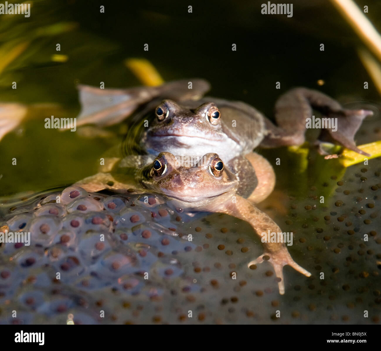 Una coppia di rane coniugate in un stagno, con frogspawn Foto Stock