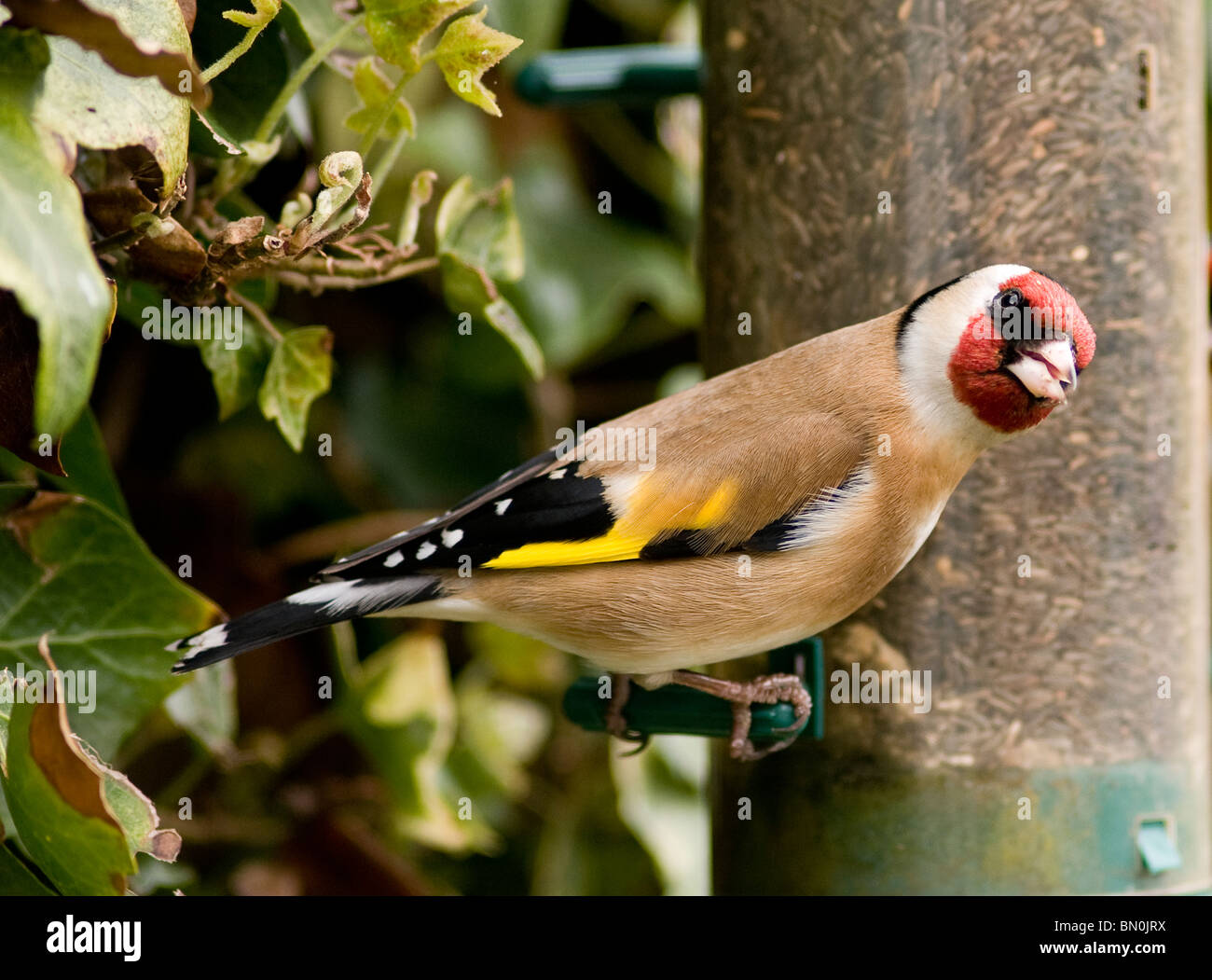 Un cardellino appollaiato su un Bird Feeder Foto Stock