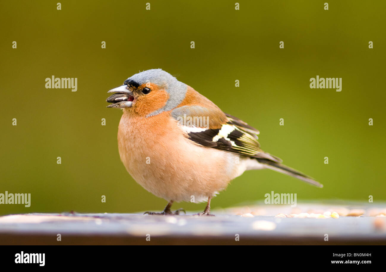 Un maschio di fringuello su una tabella di uccelli Foto Stock