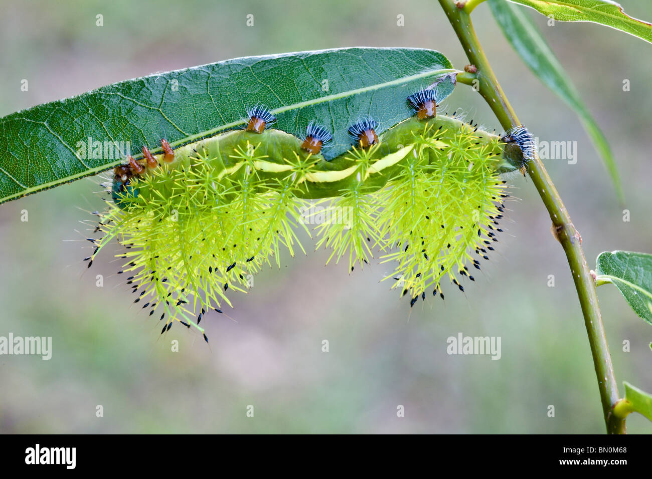Maggio 2009 - Automeris moth caterpillar mangiare foglie su un ramo Foto Stock