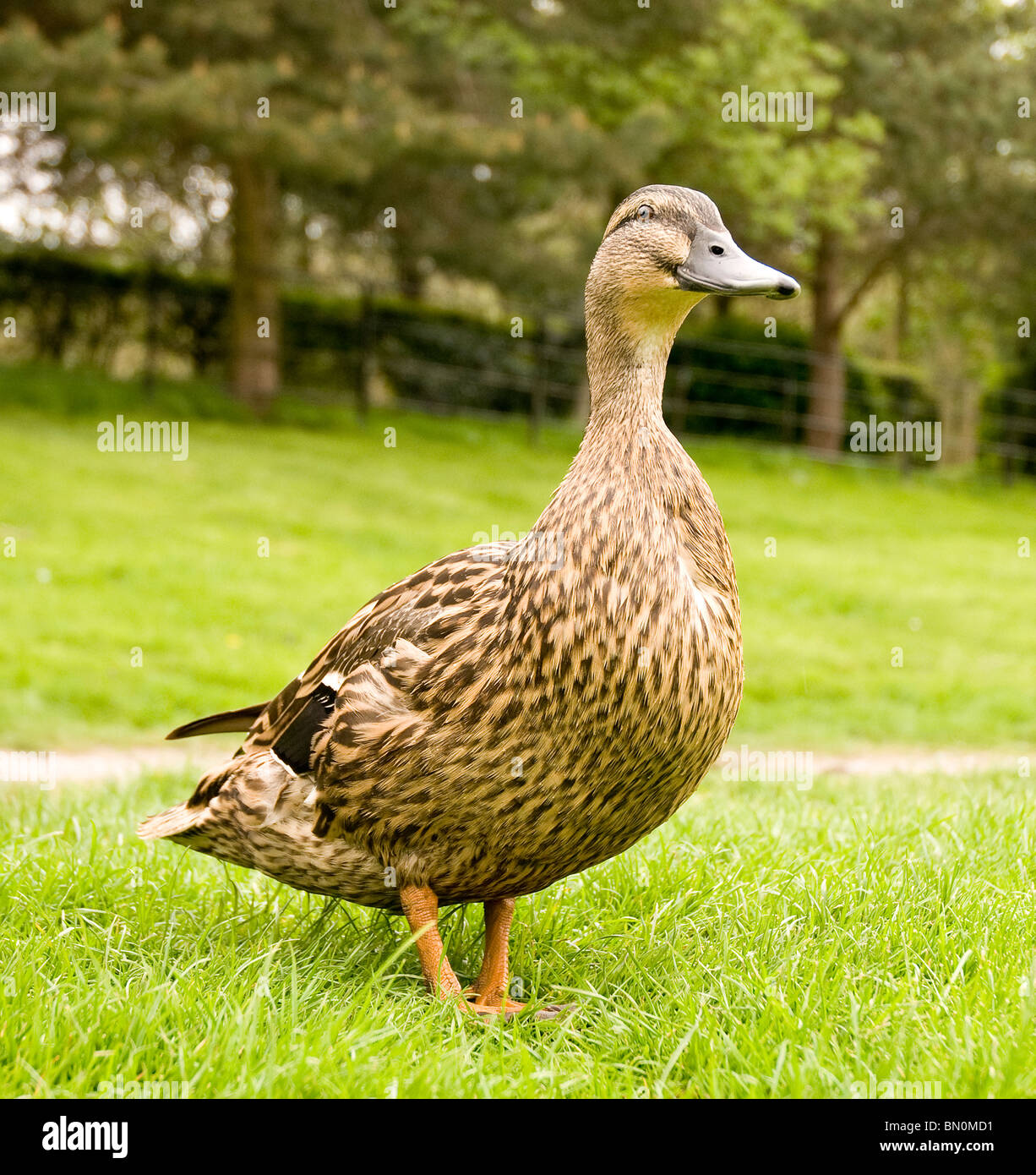 Una femmina di Mallard duck sull'erba Foto Stock