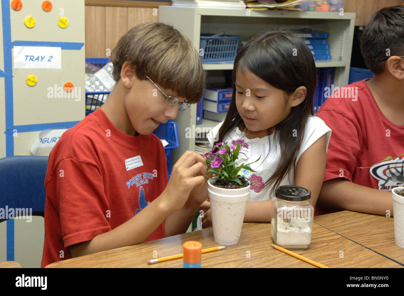 6th-gli studenti di fiori di piante in styrofoam tazze in classe d'arte a grandi querce elementare nella Round Rock, Texas, Stati Uniti d'America. Foto Stock