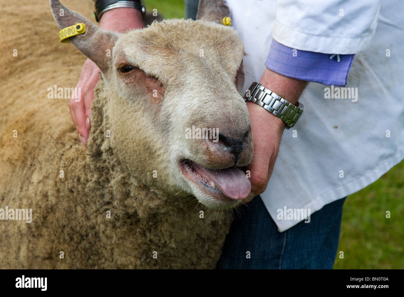 La grande Royal Highland Show 2010  Scottish Agricultural Society of Scotland, Regno Unito tenutasi a Ingliston, Edimburgo, Scozia, Regno Unito Foto Stock