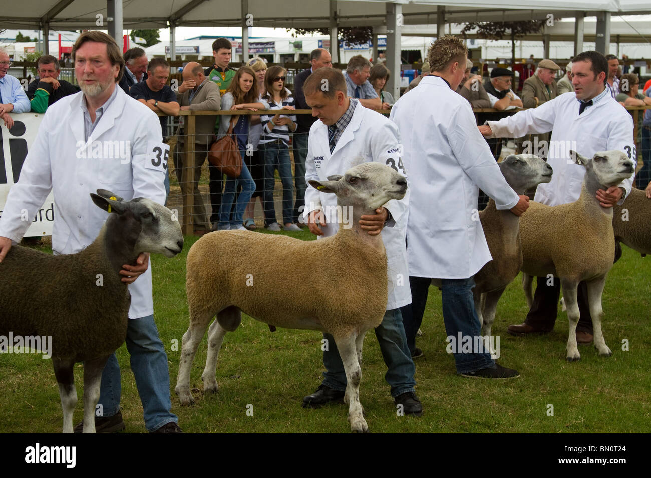 La grande Royal Highland Show 2010; Bluefaced Leicester mulo a Scottish Agricultural Society of Scotland, Regno Unito tenutasi a Ingliston, Edimburgo, Scozia, Regno Unito Foto Stock