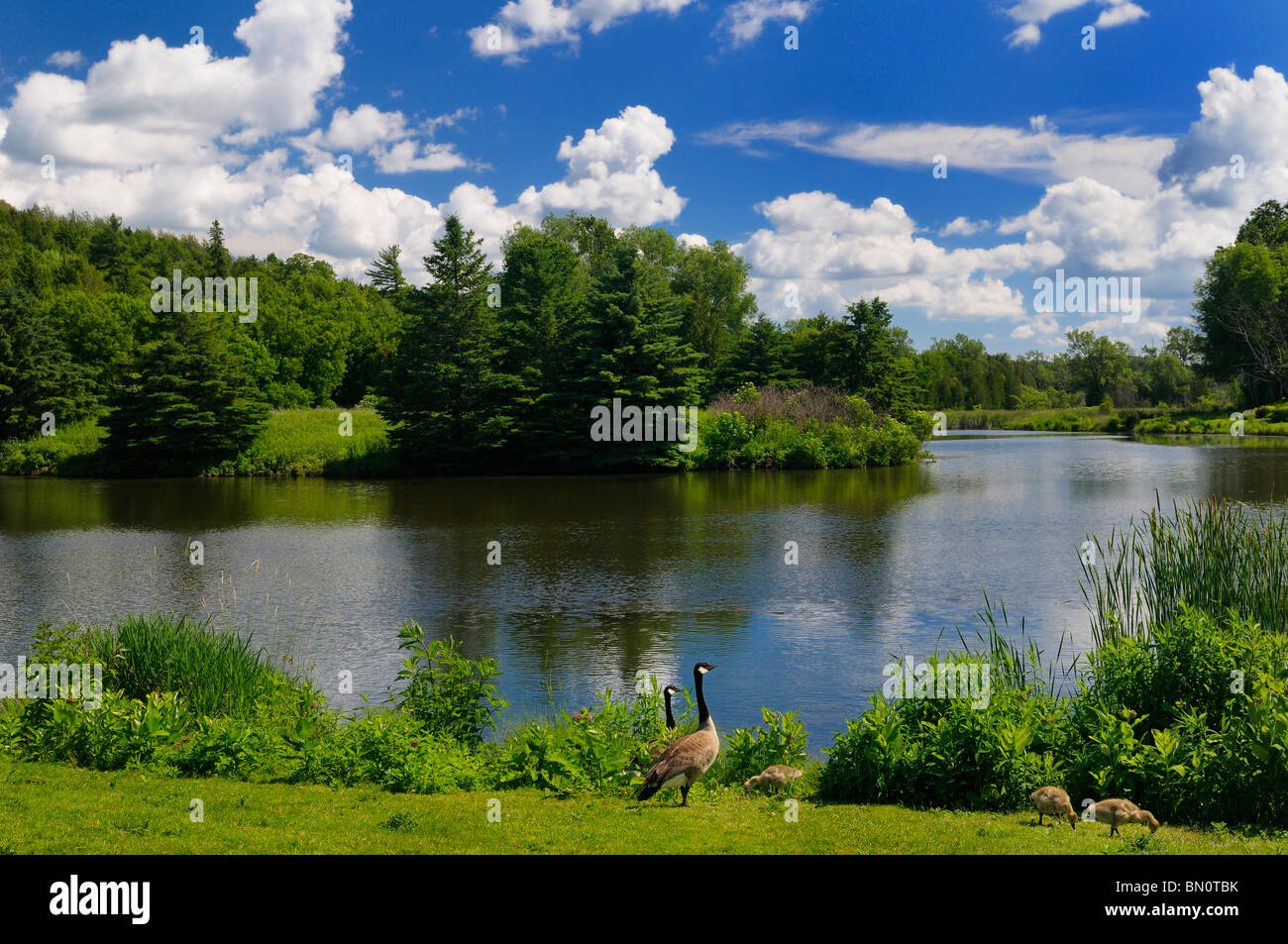 Oche del Canada con goslings su Needlers Mill pond Baxter Creek in Millbrook Ontario in estate Foto Stock