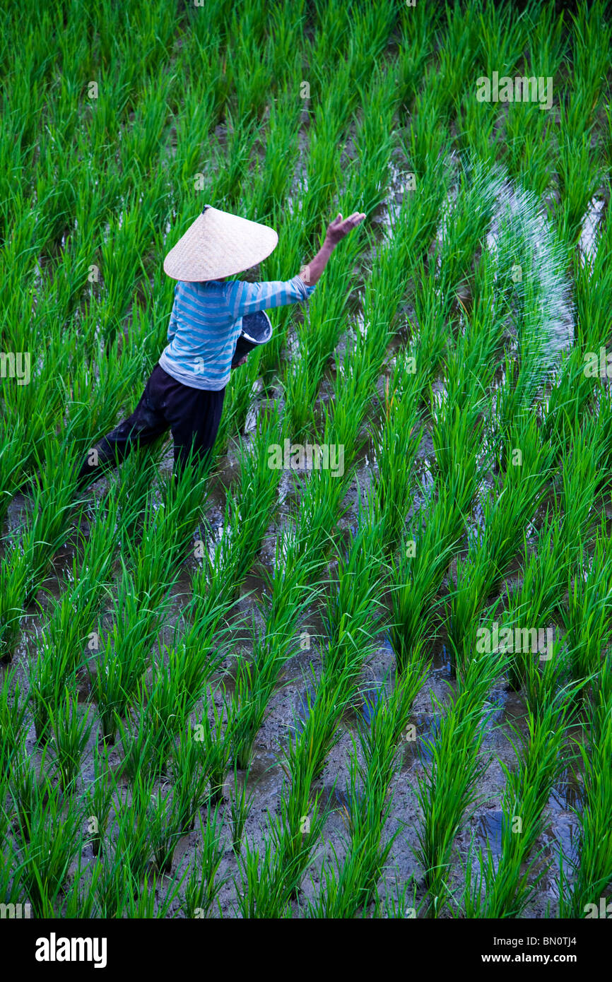 Ubud torna strade sono costituiti da risaie che sono mantenute meticolosamente dagli enti locali produttori di riso. Foto Stock