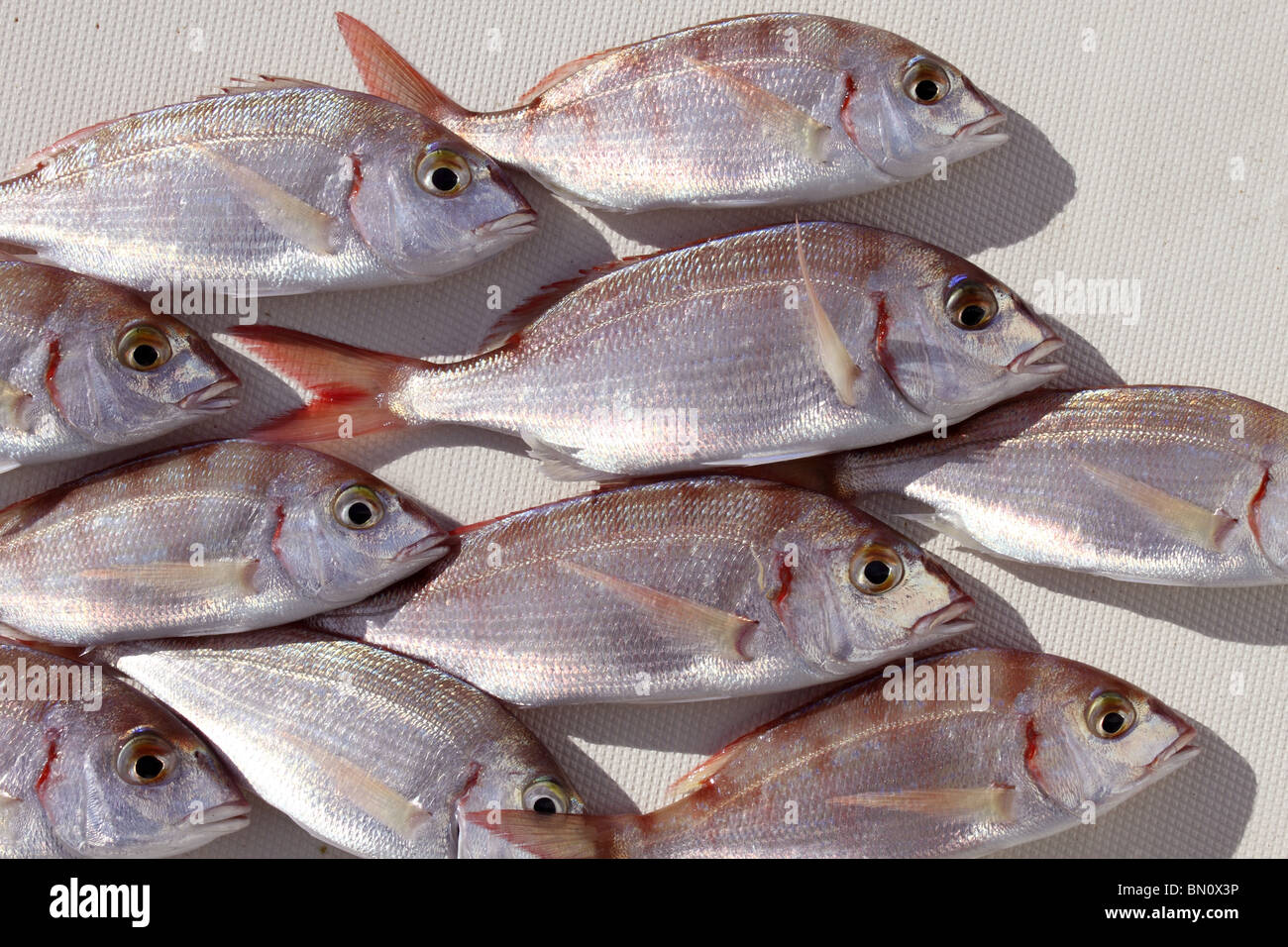 Comune pesce pandora pagellus erythrinus sfondo di cattura Foto Stock