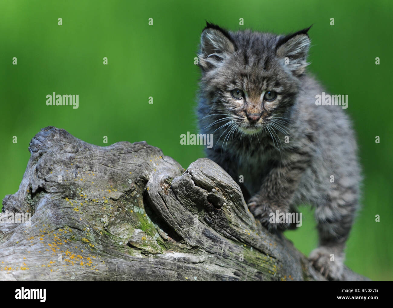 5 settimane vecchio cucciolo Bobcat Foto Stock