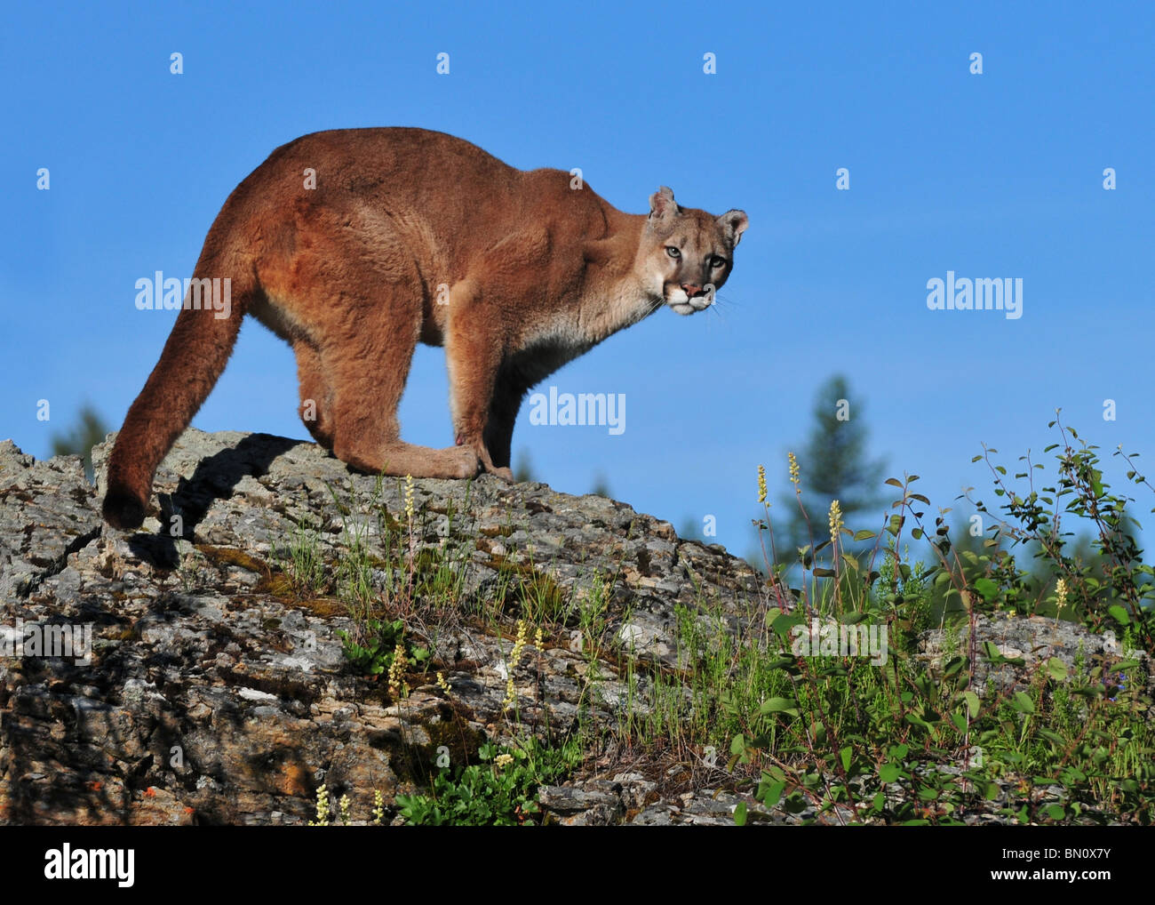 Grande maschio Mountain Lion accovacciata e fissando la sua preda. Foto Stock