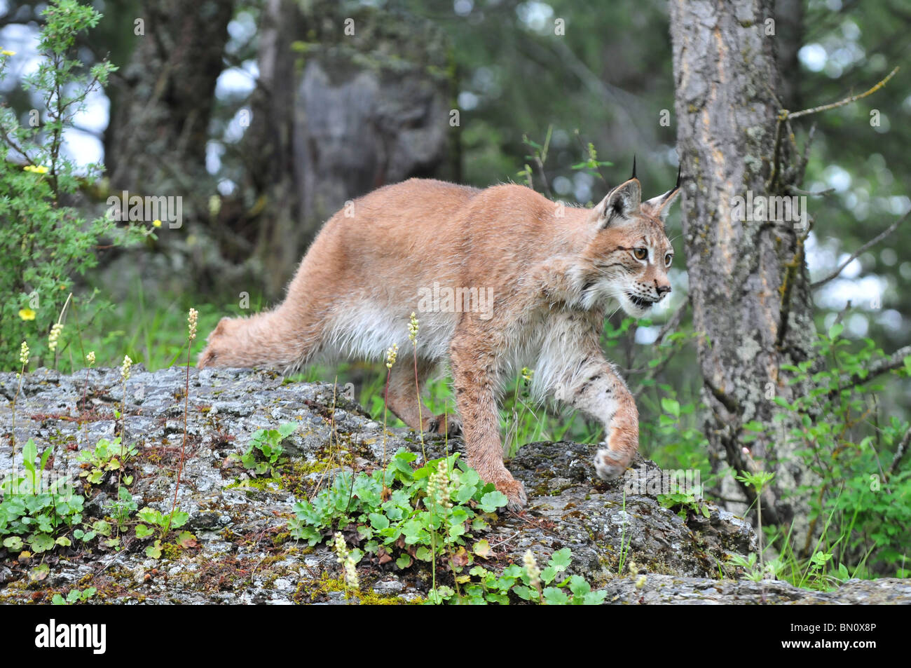 Un grande maschio siberiano Lynx stalking la sua preda Foto Stock