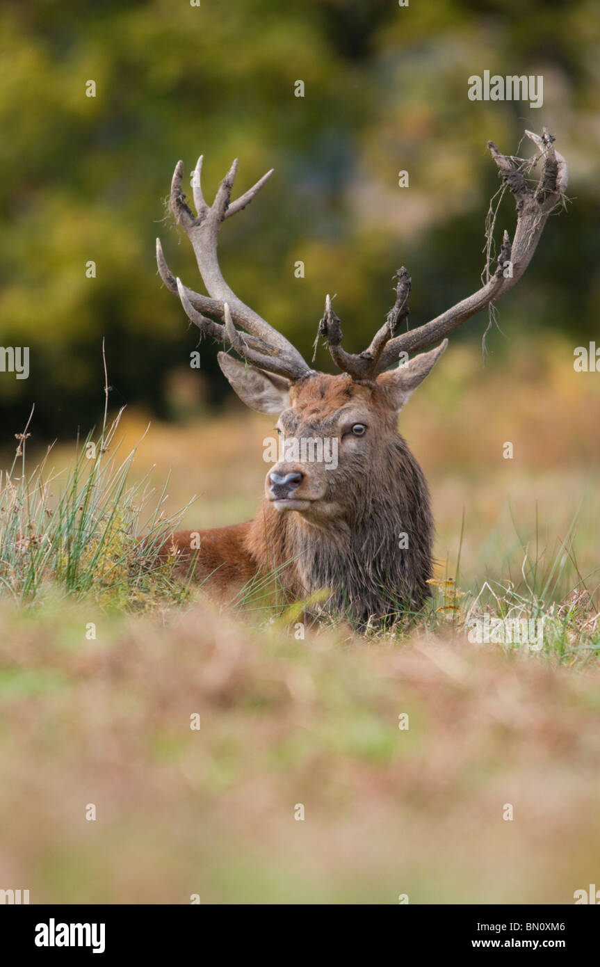 Red Deer stag ritratto Foto Stock