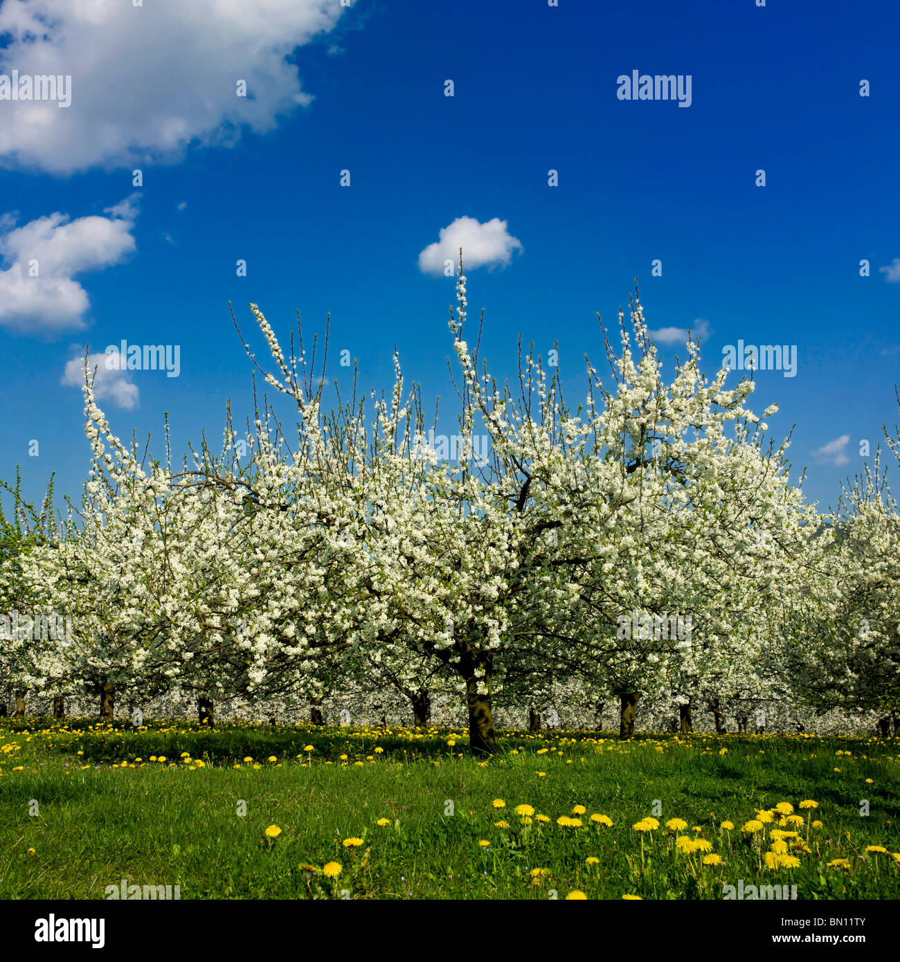 Alberi di mele (malus domestica) in un frutteto, Limagne, Auvergne Francia, Europa Foto Stock