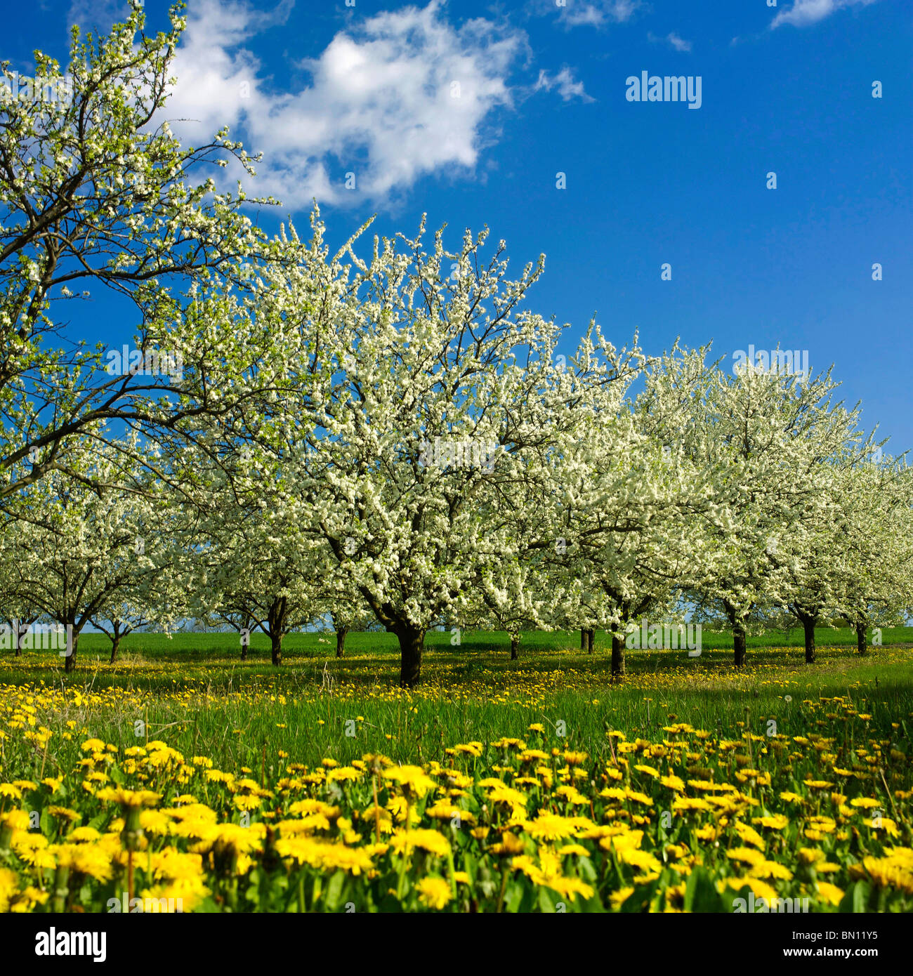 Alberi di mele con Apple Blossom.in un frutteto Foto Stock