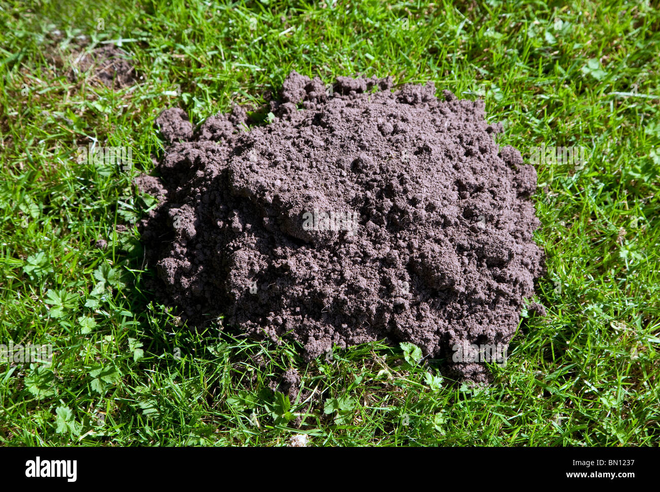 Molehill nel prato, Llantony, Gwent Foto Stock