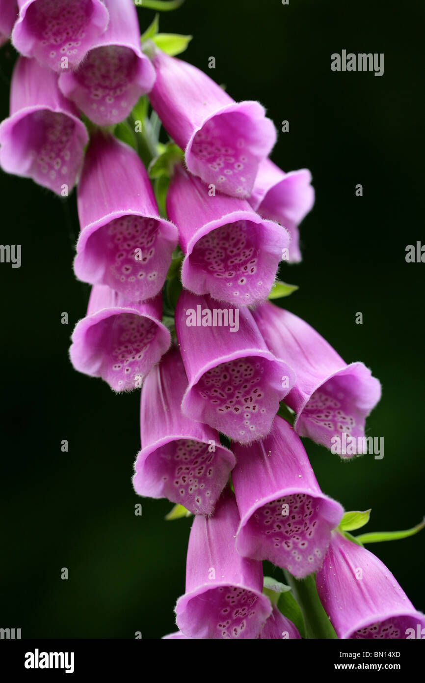 Foxglove, Digitalis purpurea, Scrophulariaceae. Britannico di fiori selvatici. Foto Stock