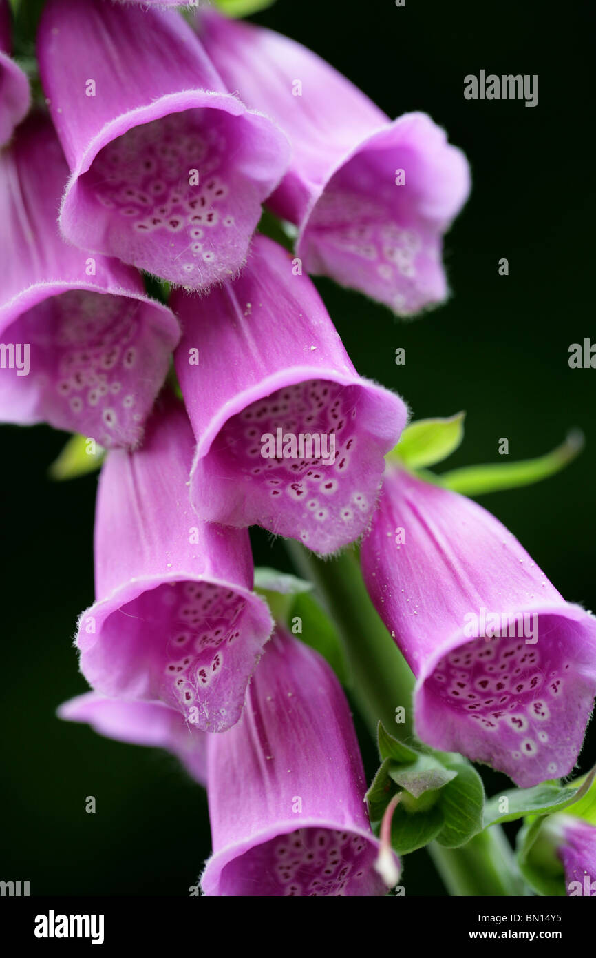 Foxglove, Digitalis purpurea, Scrophulariaceae. Britannico di fiori selvatici. Foto Stock