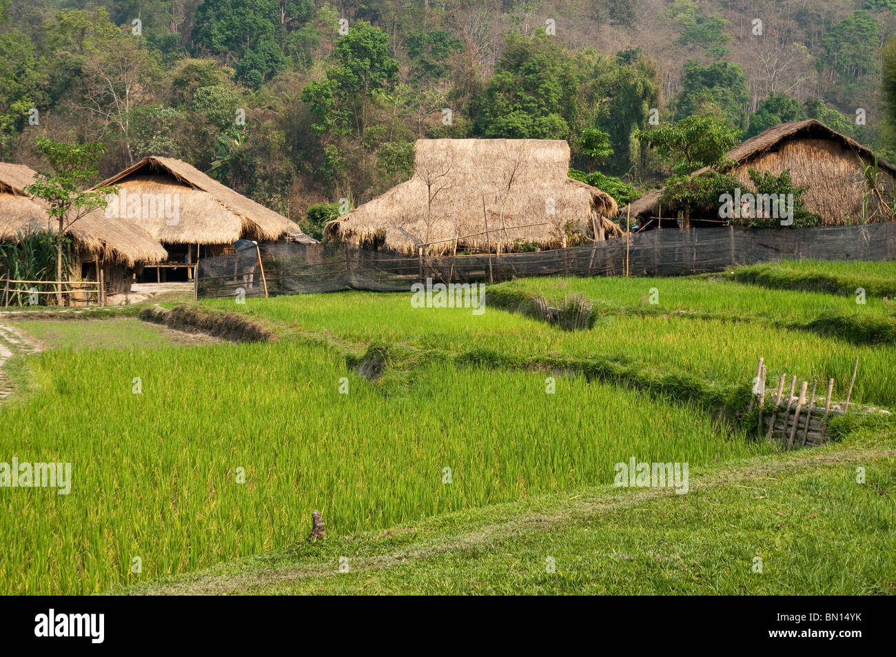 Risaie e case a Baan Tong Luang, villaggio del popolo Hmong nelle zone rurali a Chiang Mai Provincia, Thailandia. Foto Stock