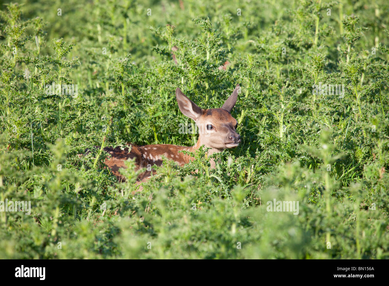 Nuovo nato sika cervo rosso in sotto la crescita Foto Stock