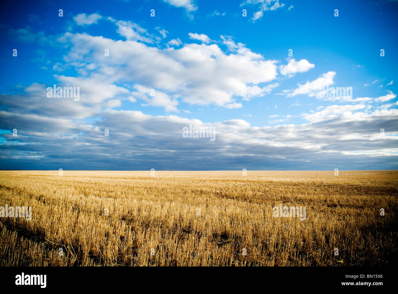 Campi di grano in Australia rurale dopo il raccolto. Foto Stock