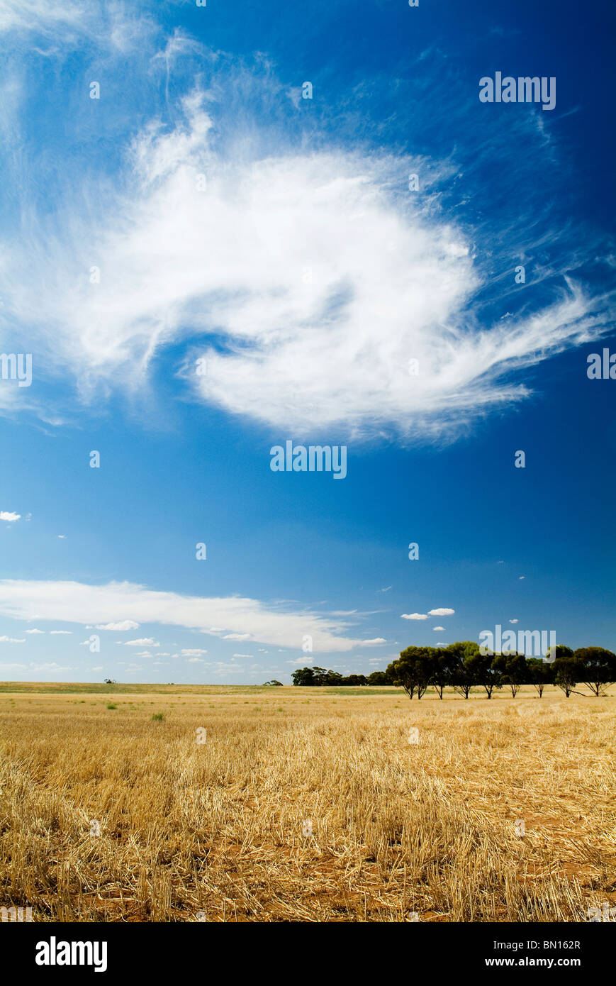 Campi di grano e formazioni di nubi Foto Stock