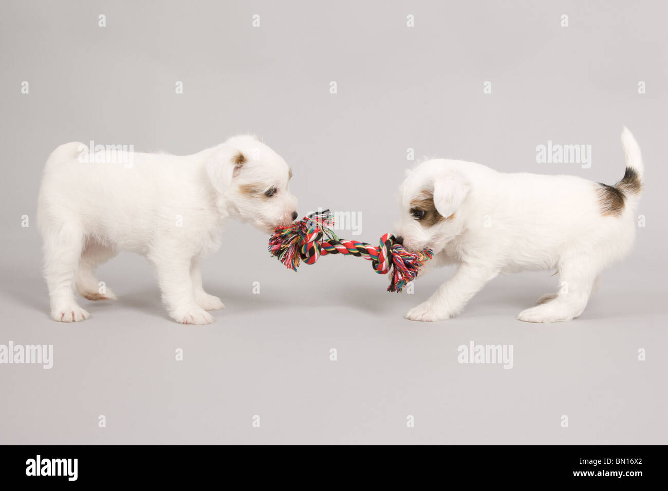 Due Parson russel terrier cuccioli giocando con una corda Foto Stock