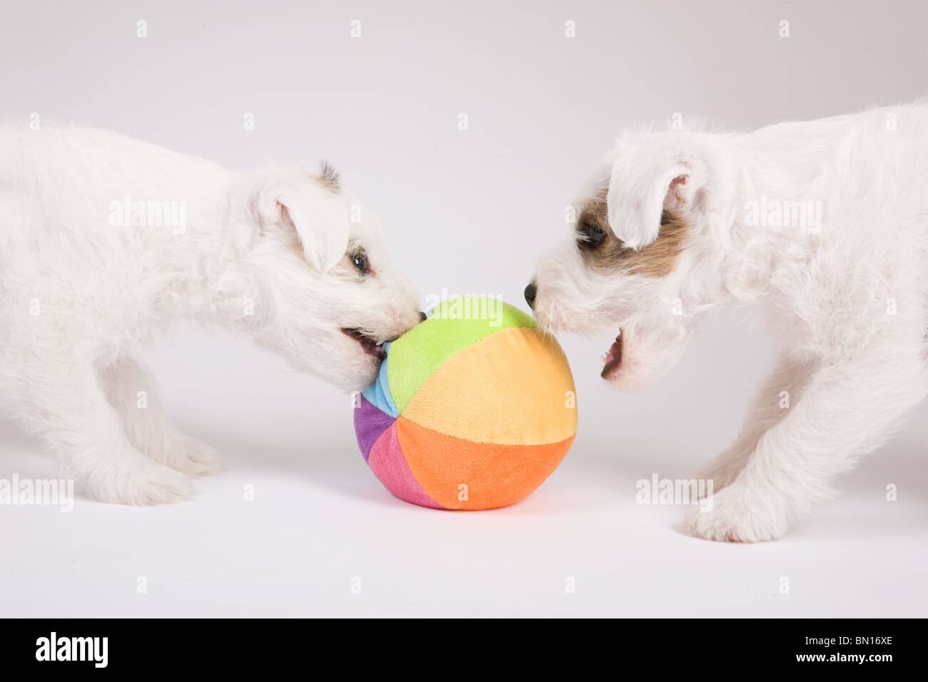 Due Parson russel terrier puppys a giocare con una palla Foto Stock