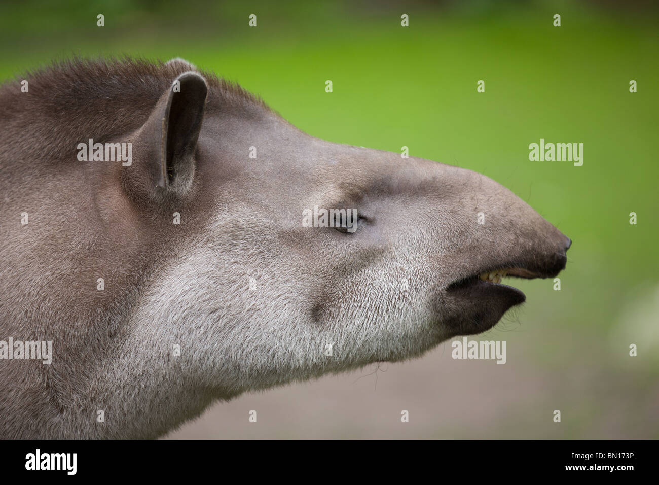 Pianura tapiro mostra flehmen risposta - Tapirus terrestris Foto Stock