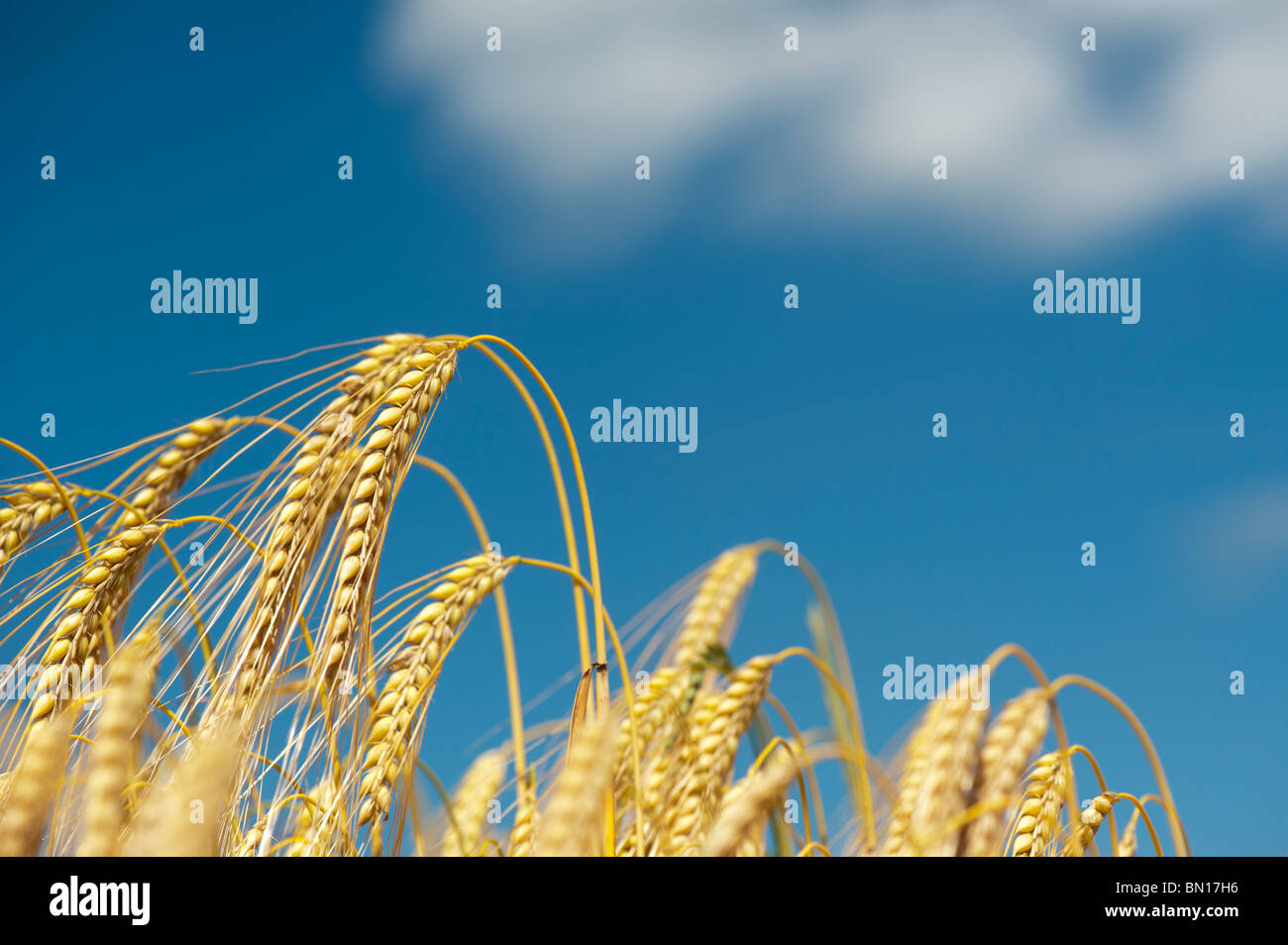 Hordeum vulgare. Raccolto di orzo in fase di maturazione a campi contro un cielo blu Foto Stock