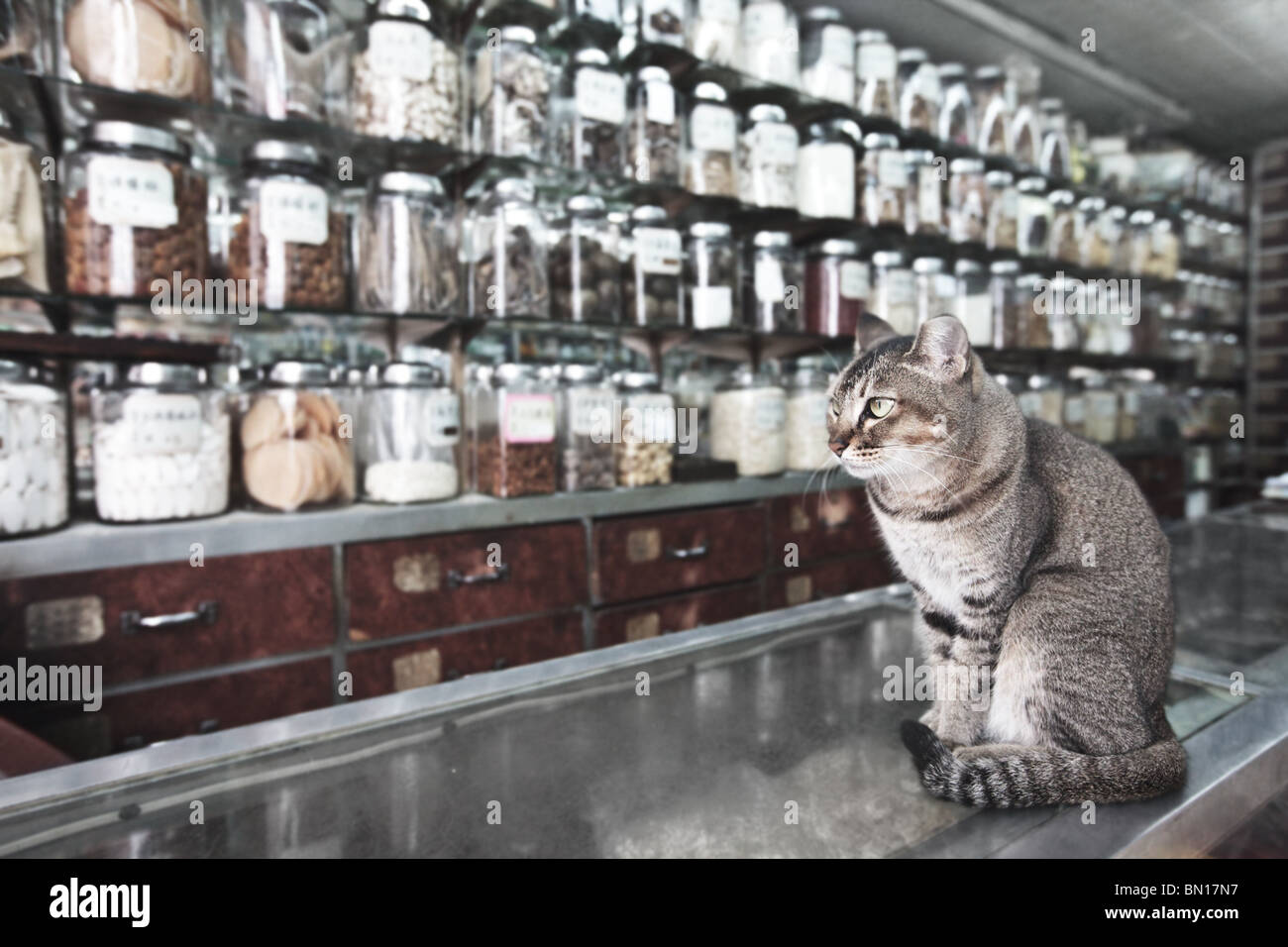 Gatto come un venditore nella medicina tradizionale cinese e prodotti secchi shop Foto Stock