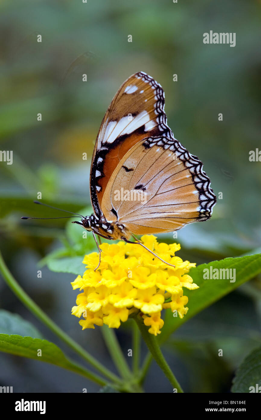 Un captive di farfalle tropicali in appoggio su un fiore giallo testa in un Regno Unito centro a farfalla Foto Stock