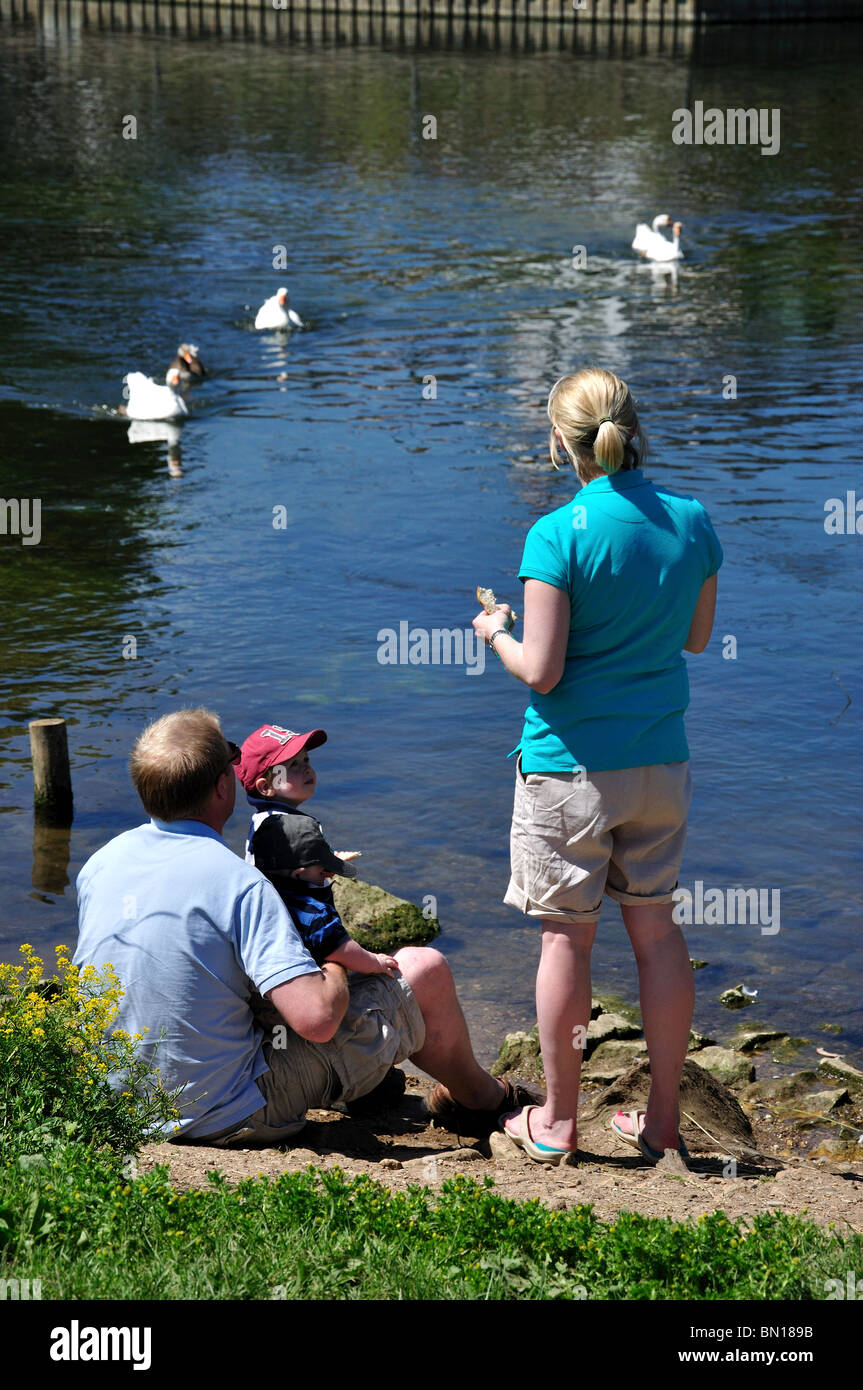 Famiglia di anatre di alimentazione sul fiume Avon, Bidford-on-Avon, Warwickshire, Inghilterra, Regno Unito Foto Stock
