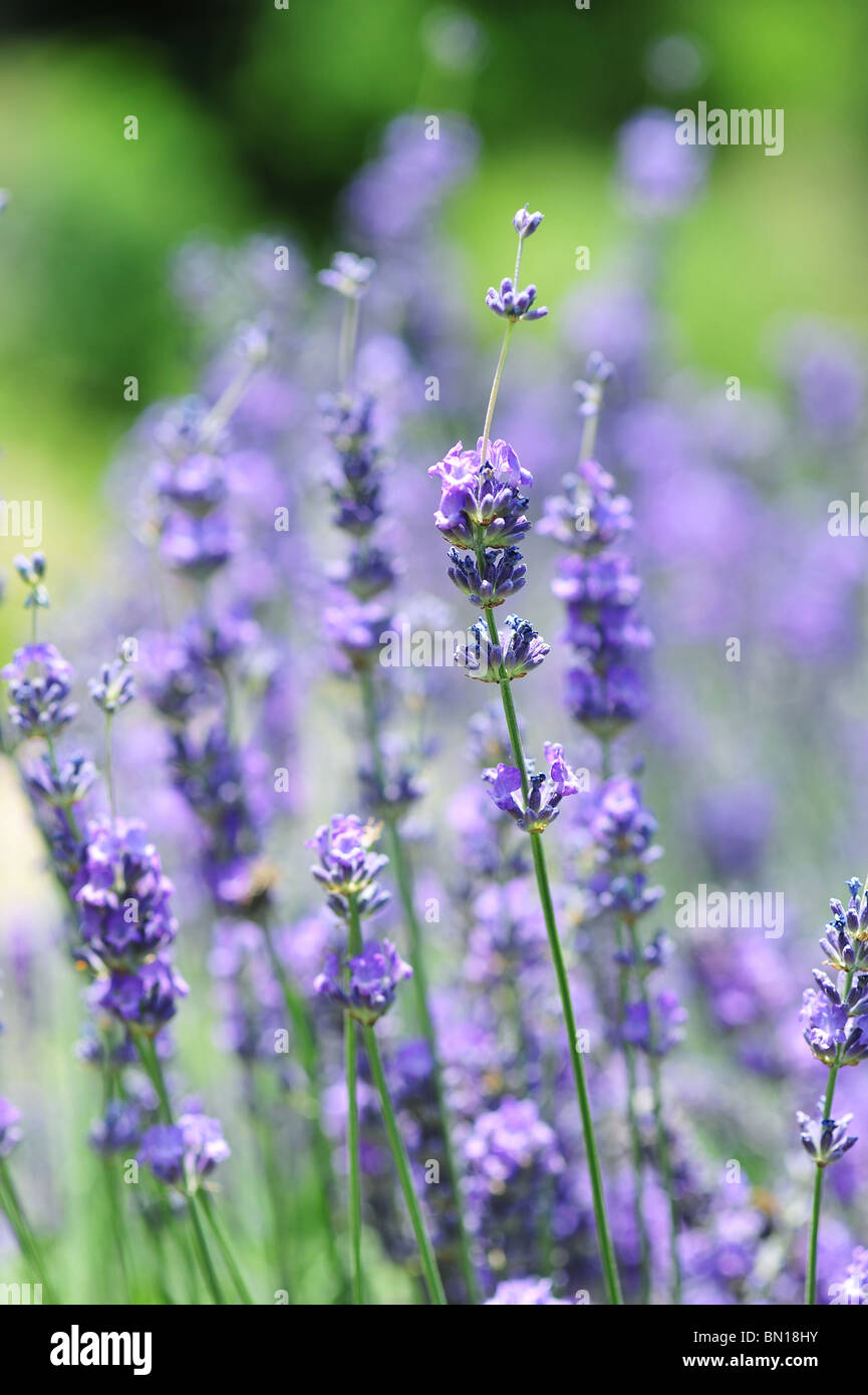 Lavandula angustifolia (Lavandula spica o Lavandula vera; comune, lavanda vera lavanda, inglese, lavanda o officinalis) Foto Stock