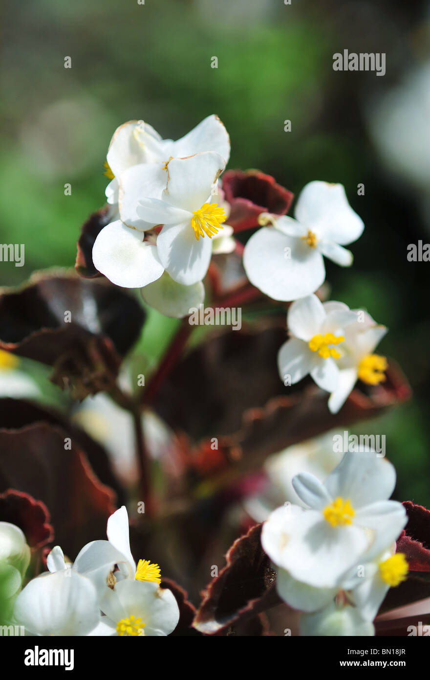 Begonia semperflorens 'partito Blanc " Foto Stock