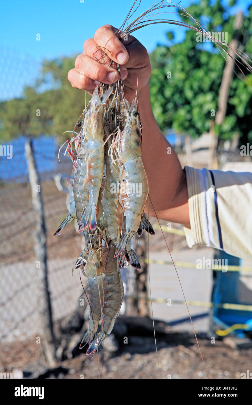 Villaggio di Pescatori di El Castillo, membro Sinaloa, Messico Foto Stock