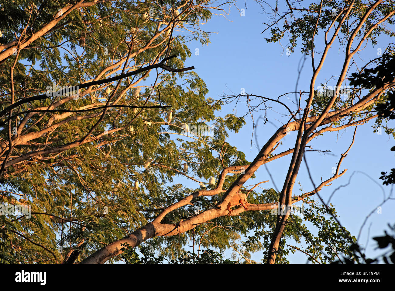 Iguana sull'albero, Minatitlan, membro Sinaloa, Messico Foto Stock