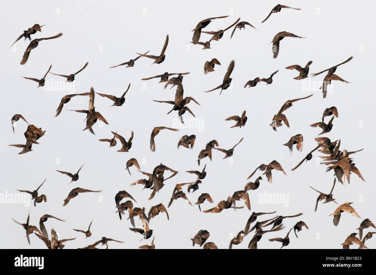 Un gregge di stelle in volo Sturnus vulgarismi Sturnidae. Foto Stock