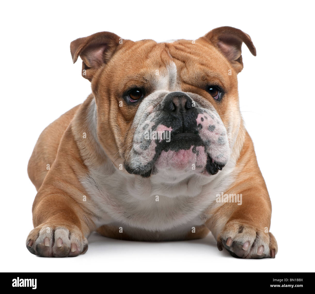 Bulldog inglese, 18 mesi di età, disteso di fronte a uno sfondo bianco Foto Stock