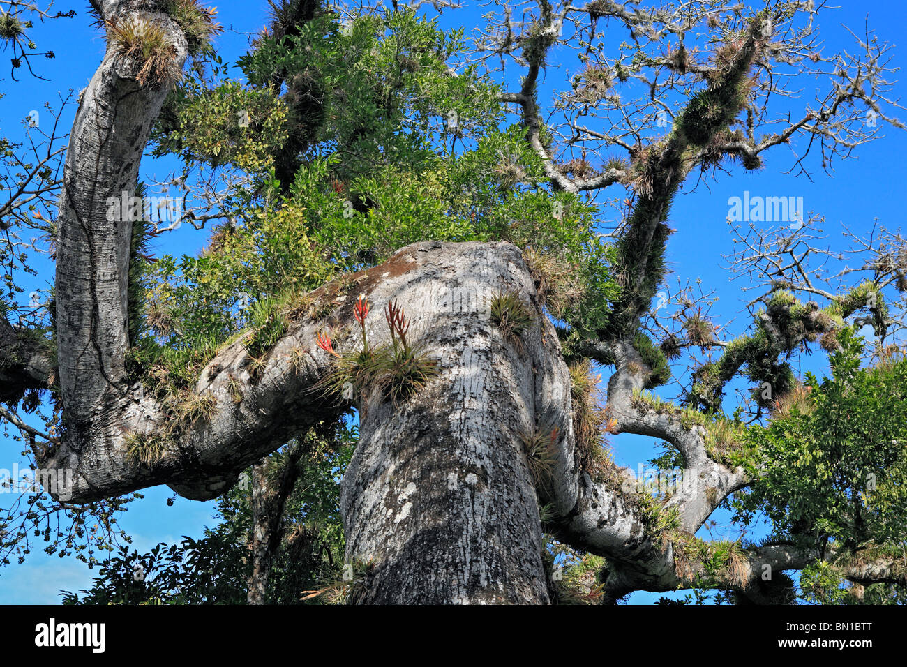 Vecchio albero, Copan (Honrduras), Guatemala Foto Stock